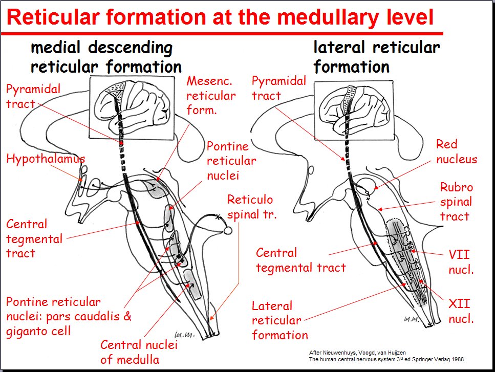 Salamons Neuroanatomy And Neurovasculature Web Atlas Resource